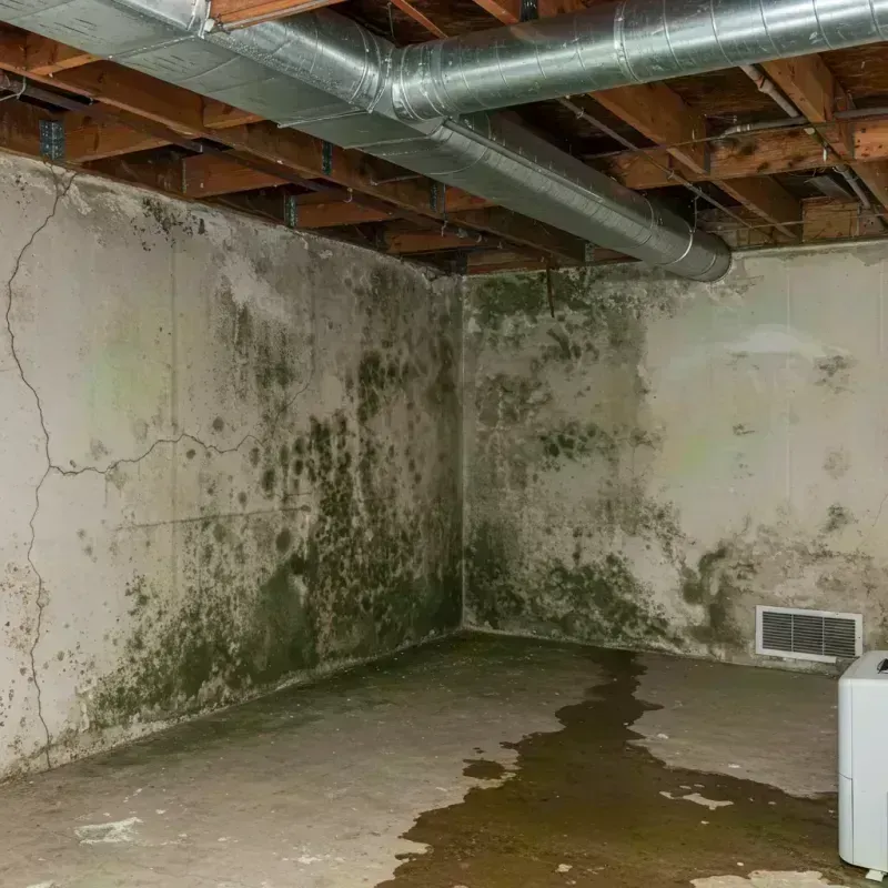 Professional Mold Removal in Brentwood, MO